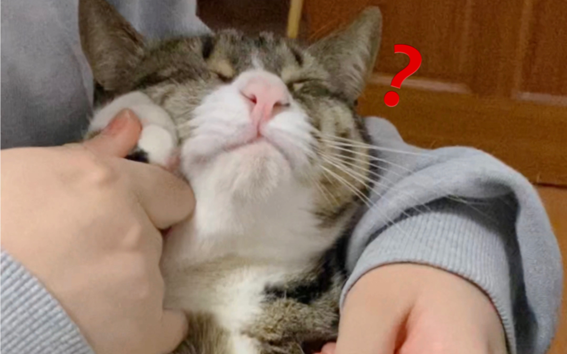 我:使劲rua! 猫:逃不掉!