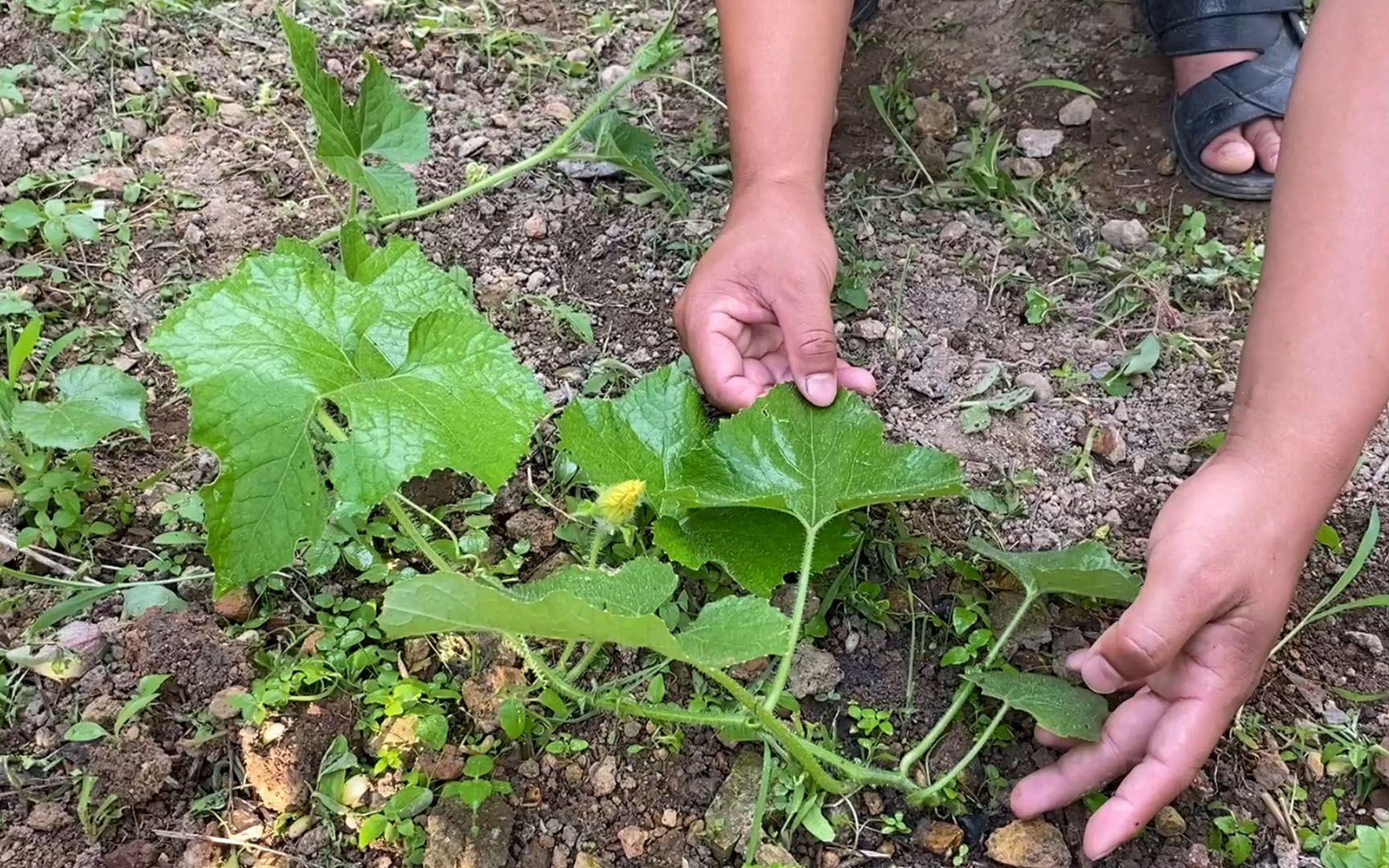 [图]种植冬瓜一种肥料千万不能放，很多人都中招了，还傻傻的不知道