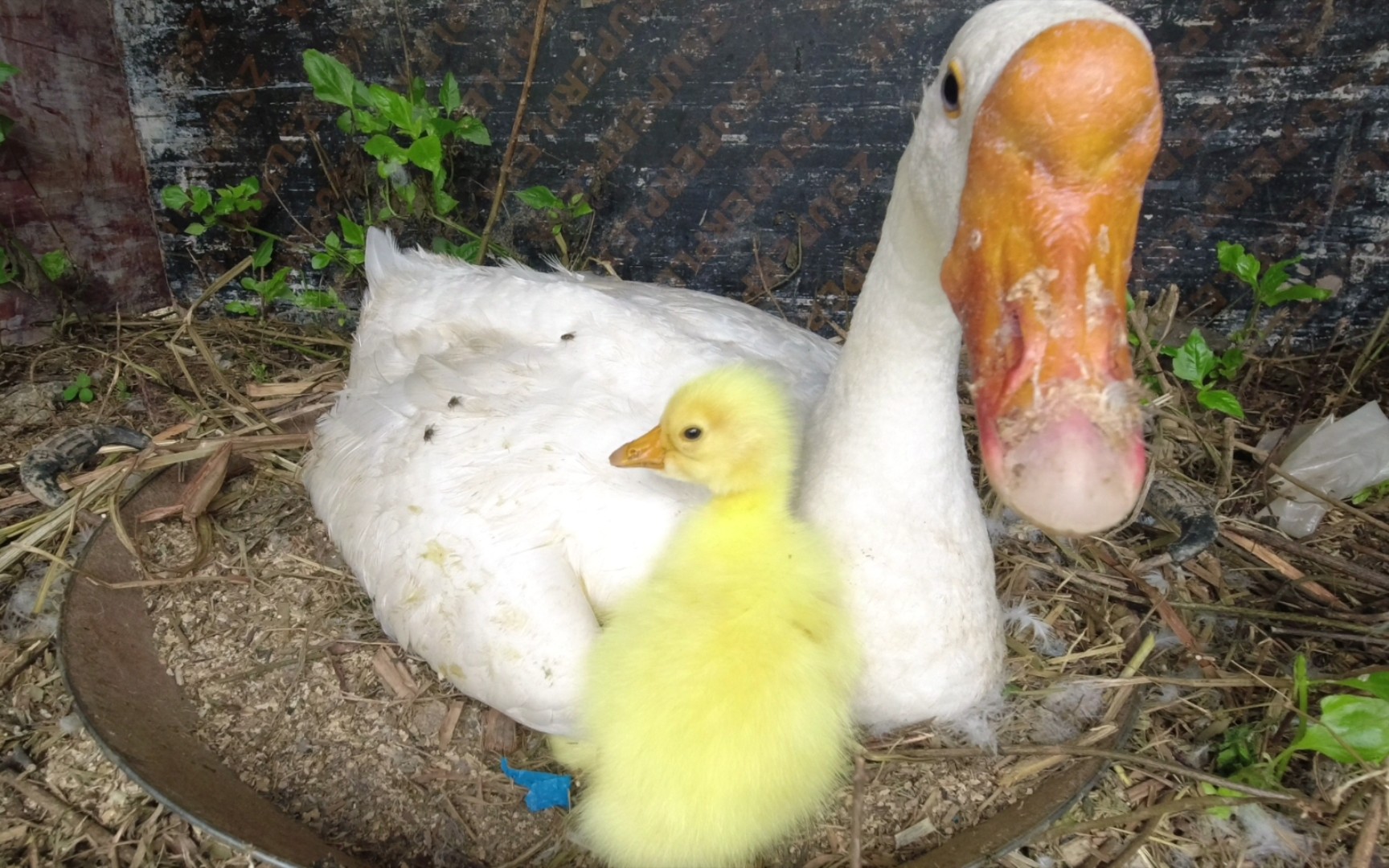 小鹅孵出来了,两个公鹅打架争娃,谁才是小鹅他爹?