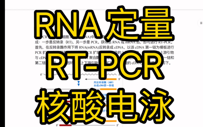 RNA定量,RTPCR,核酸电泳原理方法 速成讲解【医学科研】哔哩哔哩bilibili