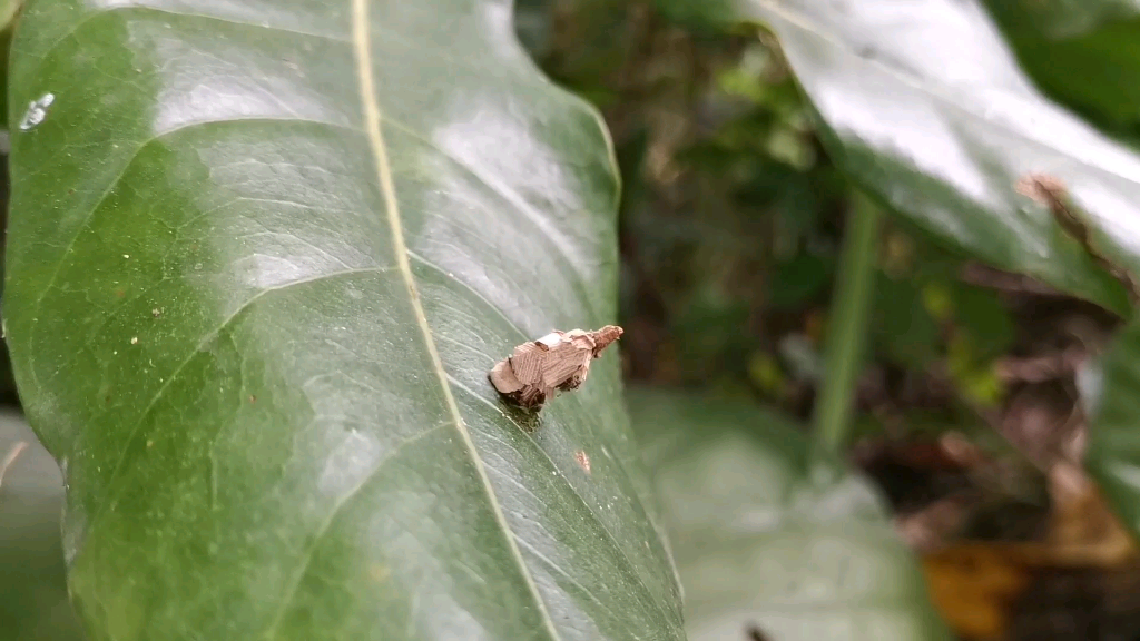 蓑蛾幼虫图片图片