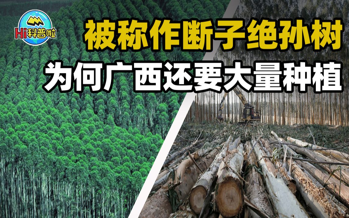 桉树:曾经的摇钱树,现在是断子绝孙树?“禁桉令”说明一切哔哩哔哩bilibili