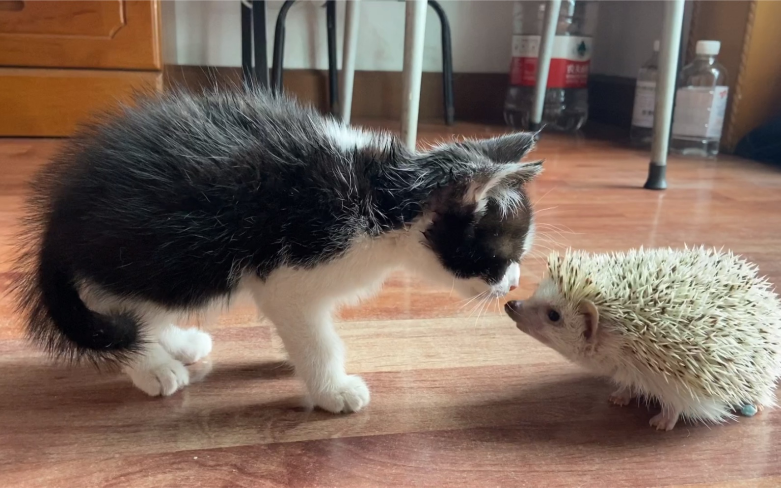 小猫咪和小刺猬和小刺猬的第一次见面 会和谐吗?