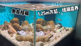 #鱼友投稿 1.25m坦湖混养方缸，尼特利灯，主要品种:蓝黄炮弹，30+坦蛇，橙天堂鸟. Cr:齒上弄舞
