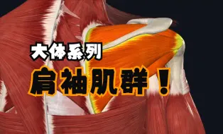 Descargar video: 【大体系列】肩袖肌群——一个视频讲清楚四块肌肉的功能和损伤。