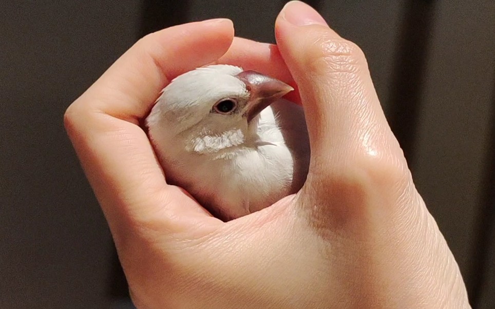 【银文鸟】揉颗团子