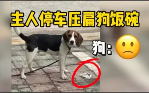 Скачать видео: 主人停车压扁狗饭碗，网友：赶快赔它一只碗！主人：赔了赔了