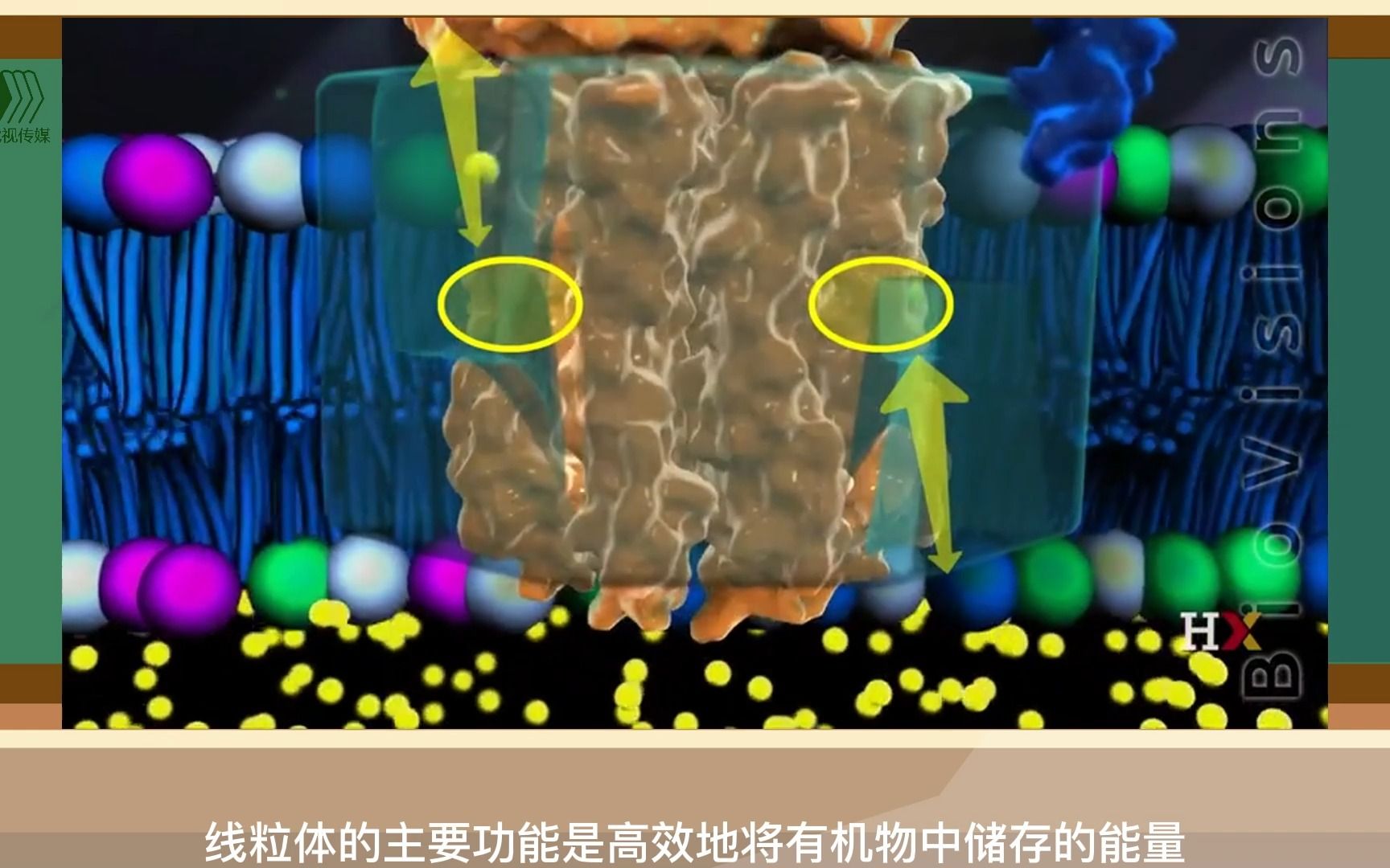 虎视 | ATP合成酶的机制是什么哔哩哔哩bilibili