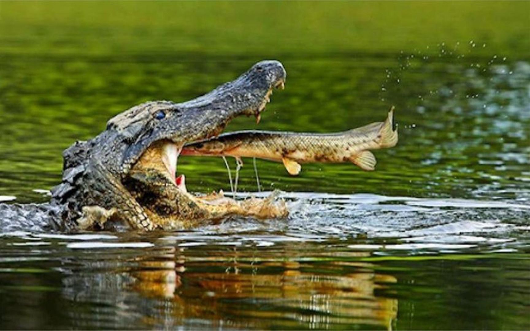 凶狠的鳄鱼也有天敌,吃鳄鱼就像吃棉花糖,5分钟就能吃干净