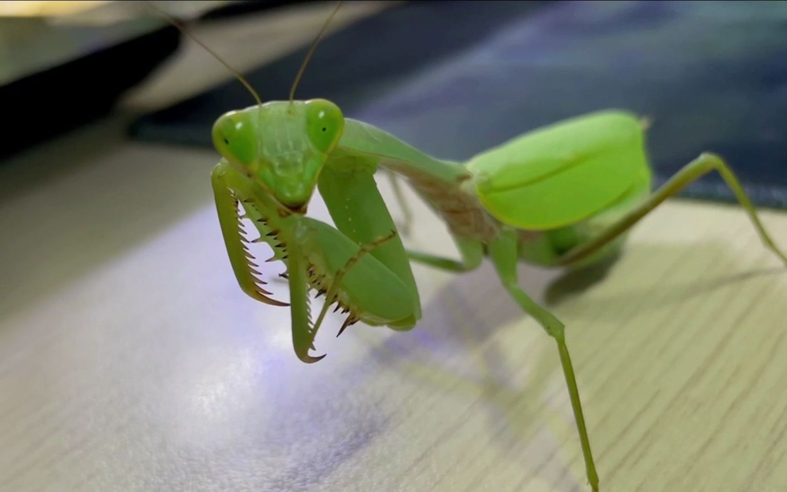 喂食一只被冻傻的中华斧螳