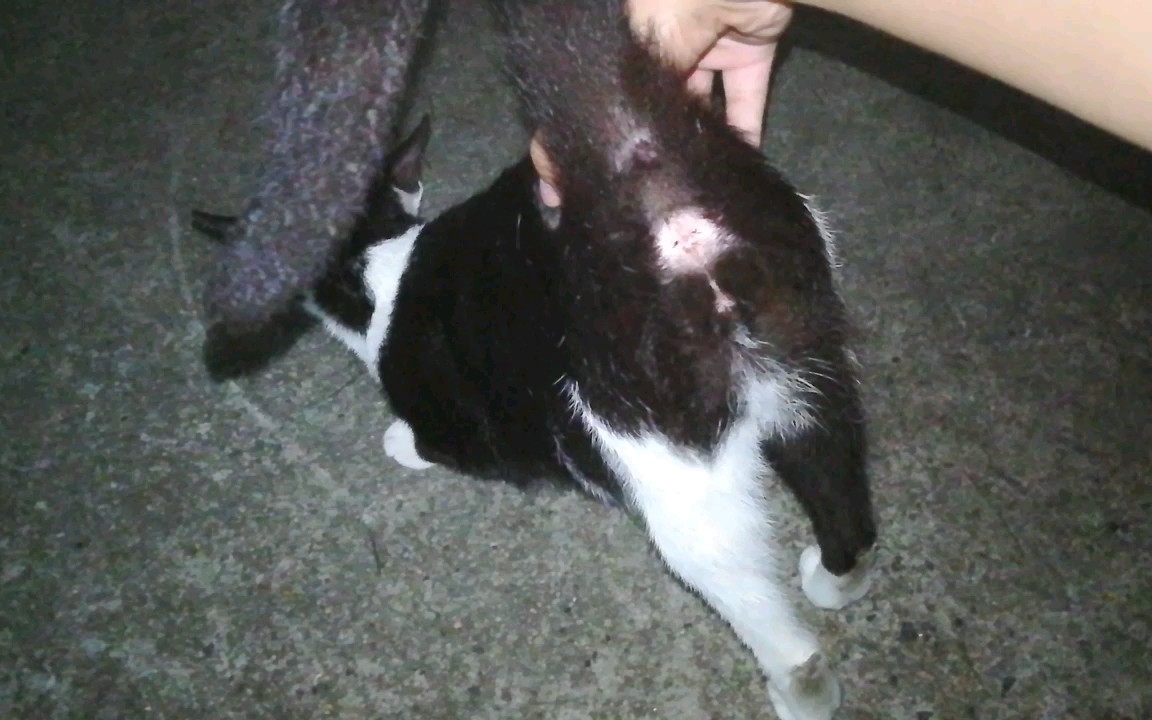 奶牛猫橘白猫又是一只怀孕母猫撸不醒的公猫蛋蛋还是那么的q弹