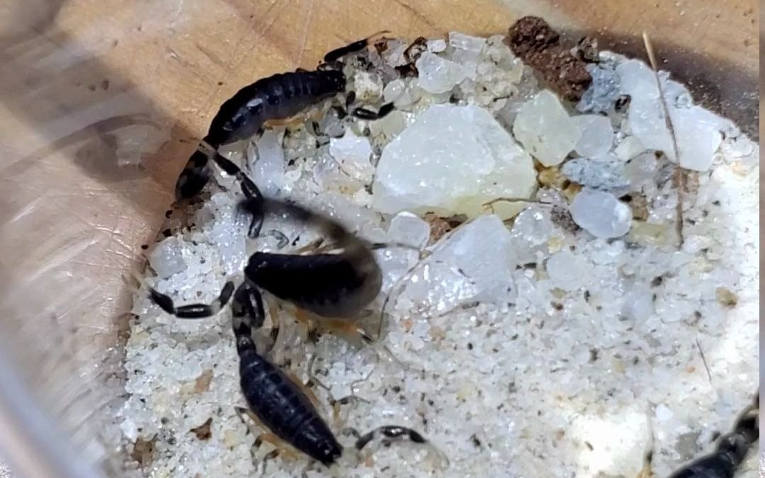 蝎子橄绿织尾蝎uroplectesolivaceus抖尾警告