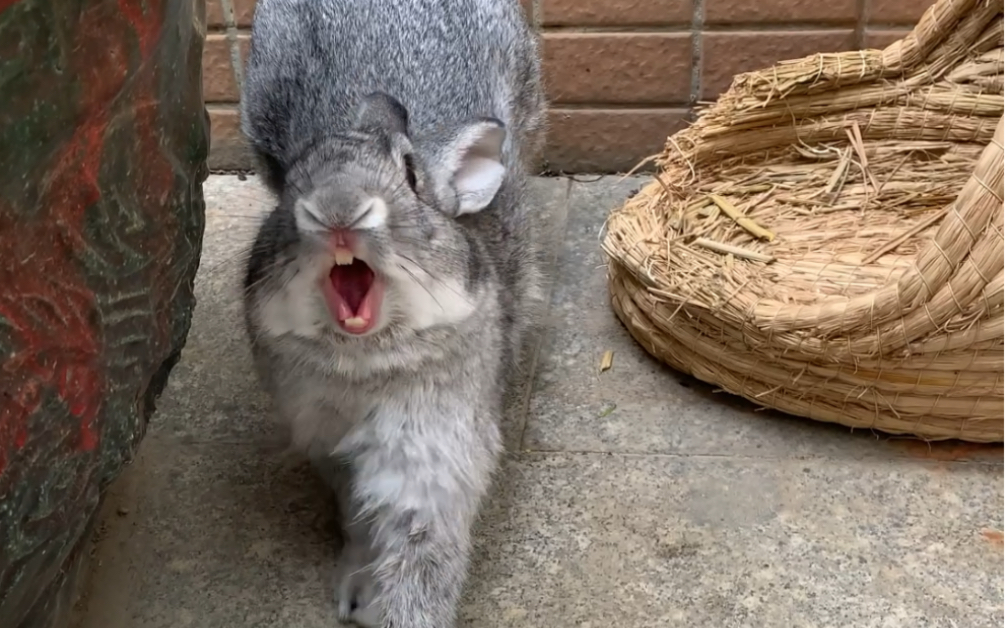 【兔兔】小傲娇～伸懒腰