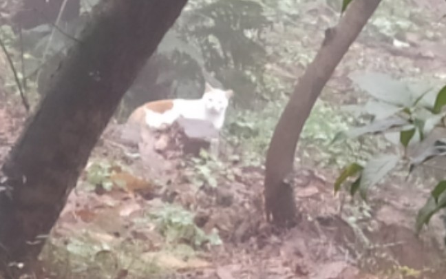 震惊,南通军山惊现入侵物种,防治难度远高于鳄雀鳝,却还被某些人争相保护哔哩哔哩bilibili