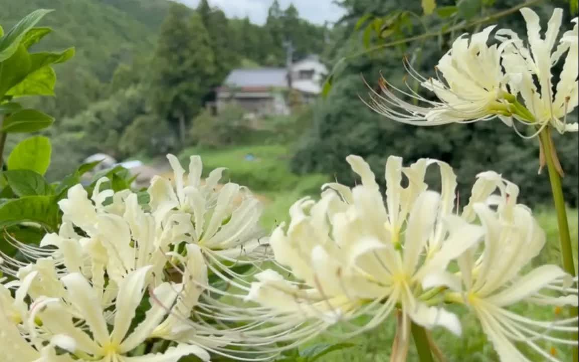 4K 秋の风景 2023⧸09⧸01哔哩哔哩bilibili