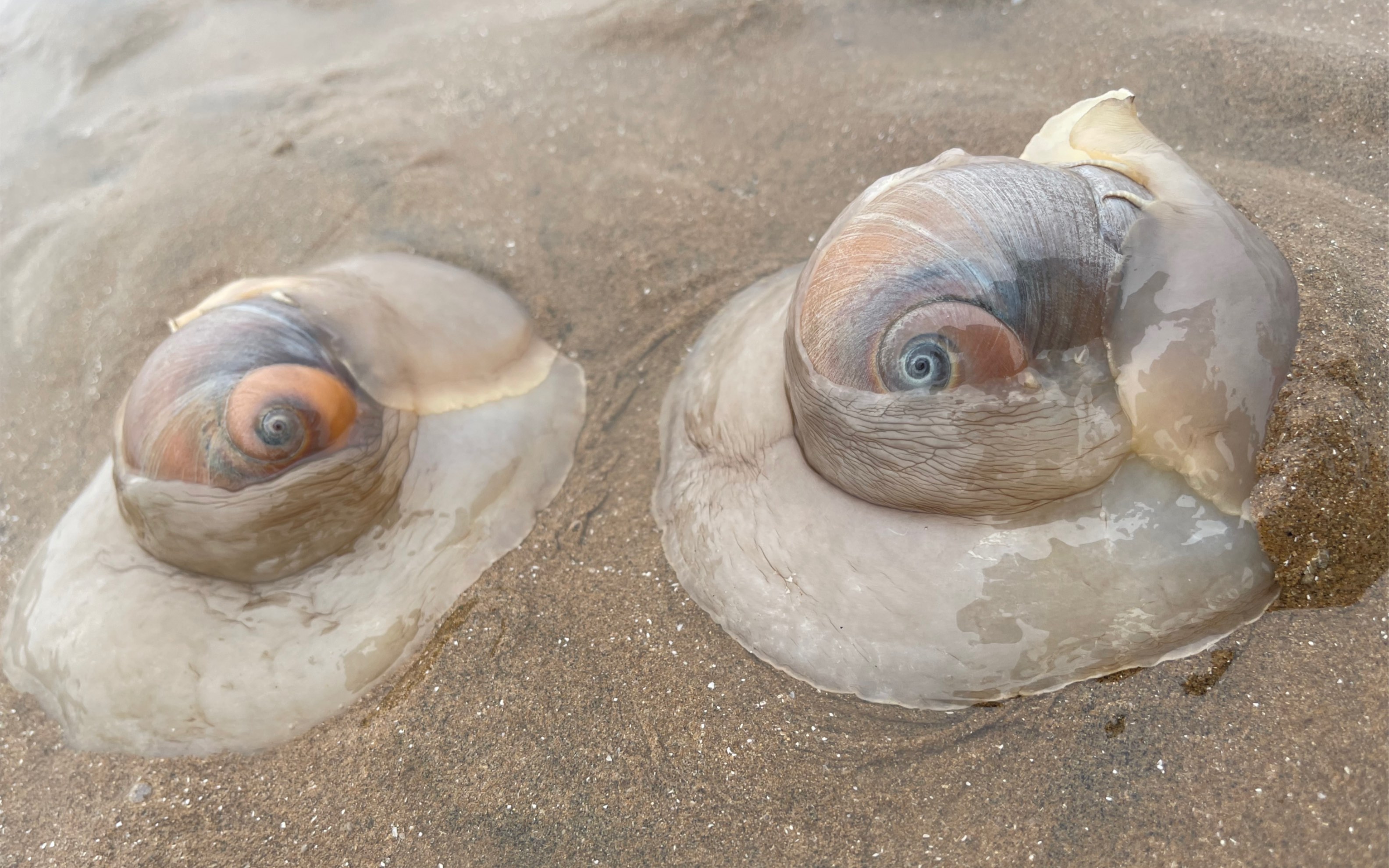 沙滩上大沙包一定是个大猫眼螺