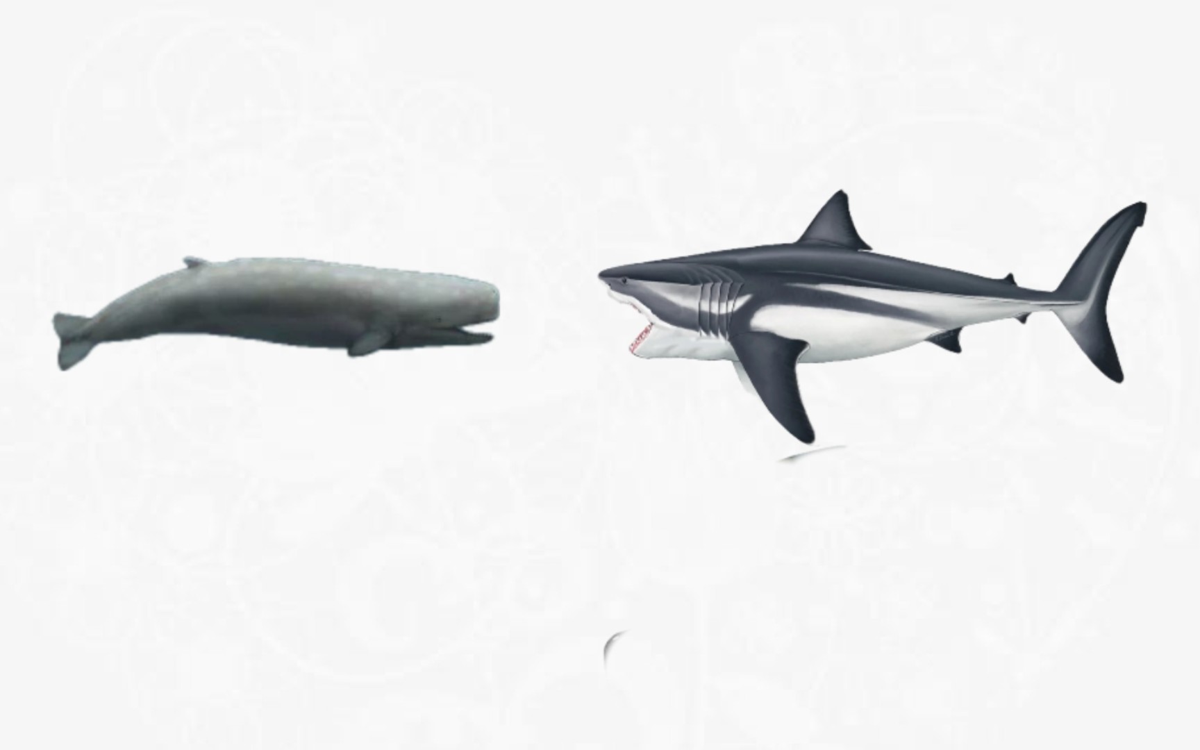 巨齿鲨vs利维坦鲸