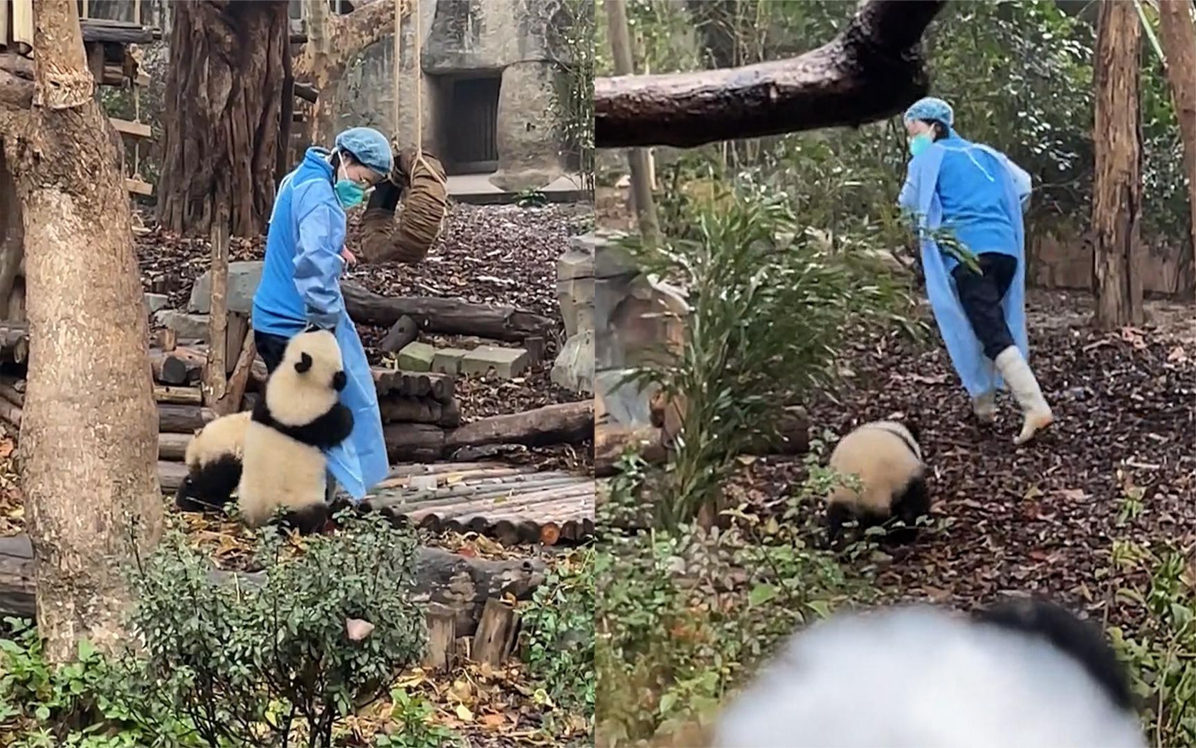 "熊孩子"不好带!熊猫抱着饲养员大腿撒娇,不给盆盆奶不能走