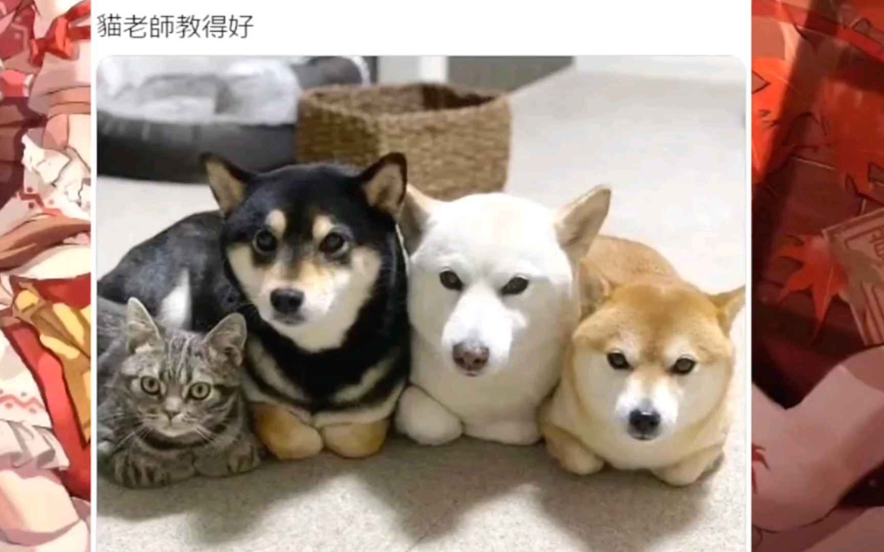 网络上那些有趣的沙雕图 第160期