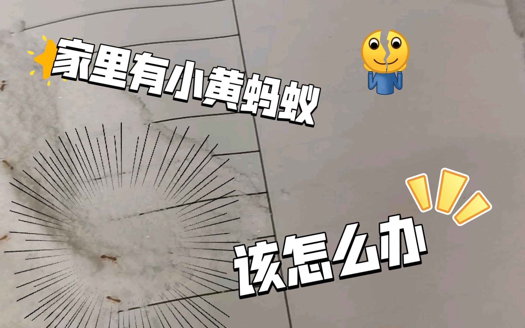 小黄蚂蚁怎么能杀死它,太可怕啦哔哩哔哩bilibili