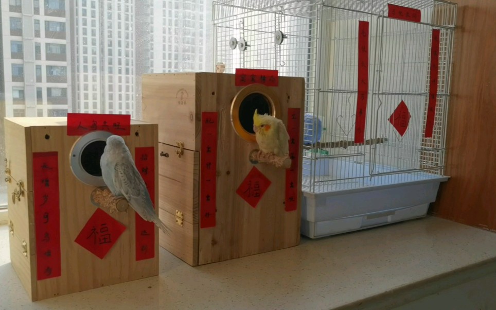 过年啦,鸟窝上也贴了对联,写的非常贴切,写出了鸟的心声