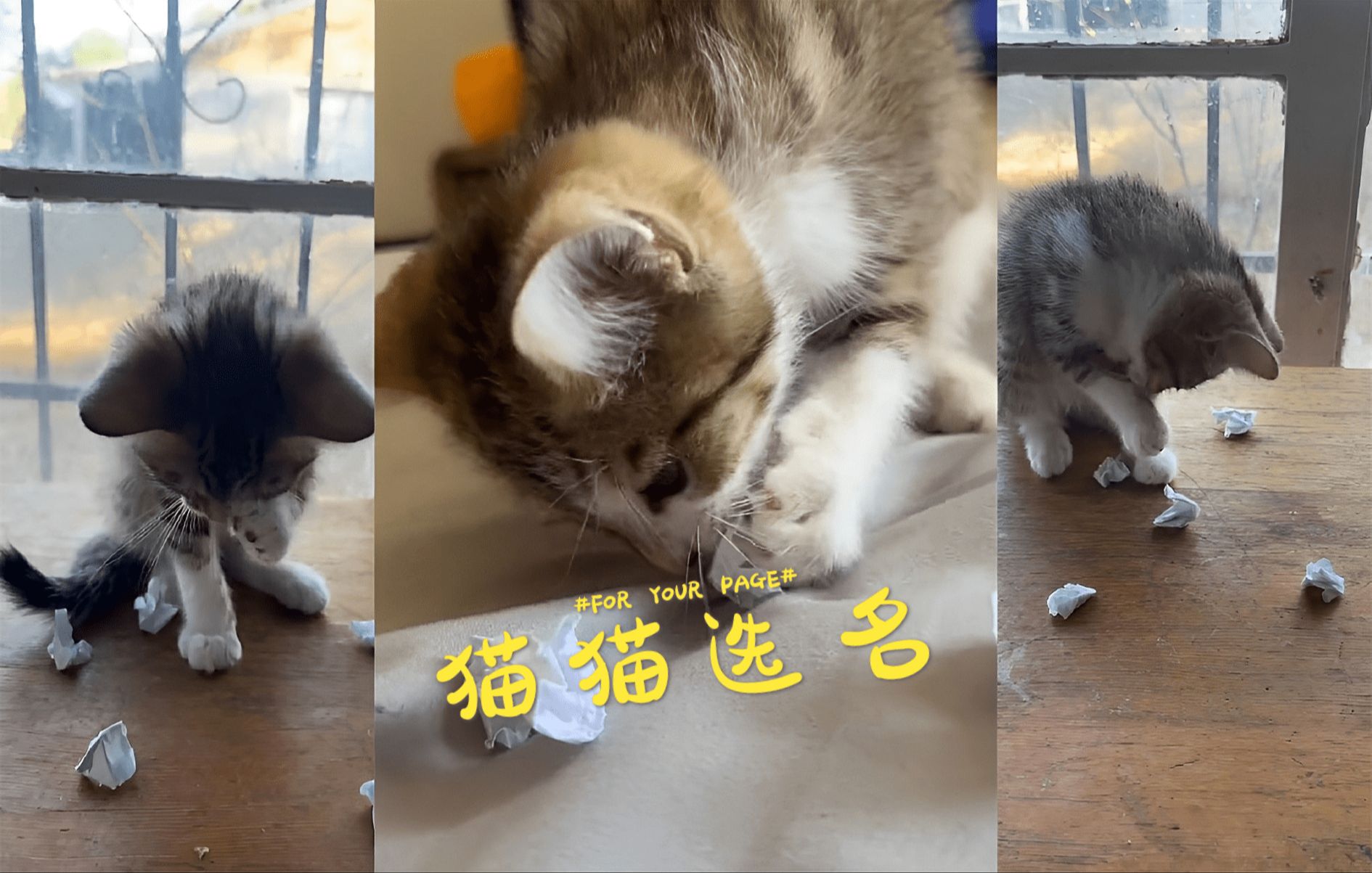 让小奶猫选择自己的名字吧 ✨哔哩哔哩bilibili