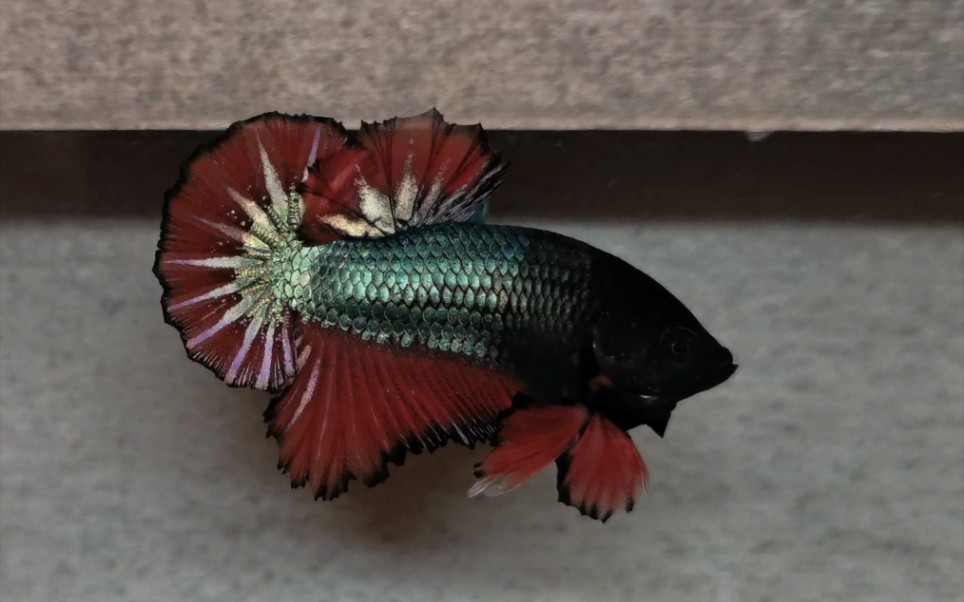 金属星尾将军泰国斗鱼扑克斗鱼作品欢迎各位粉丝选购