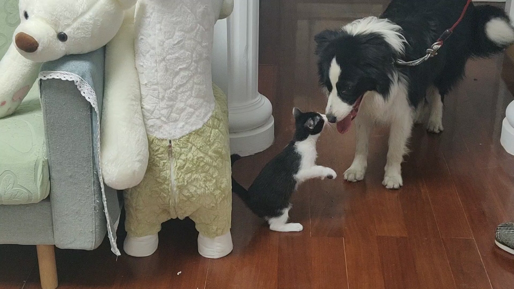 边牧和奶牛猫长得太像了吧