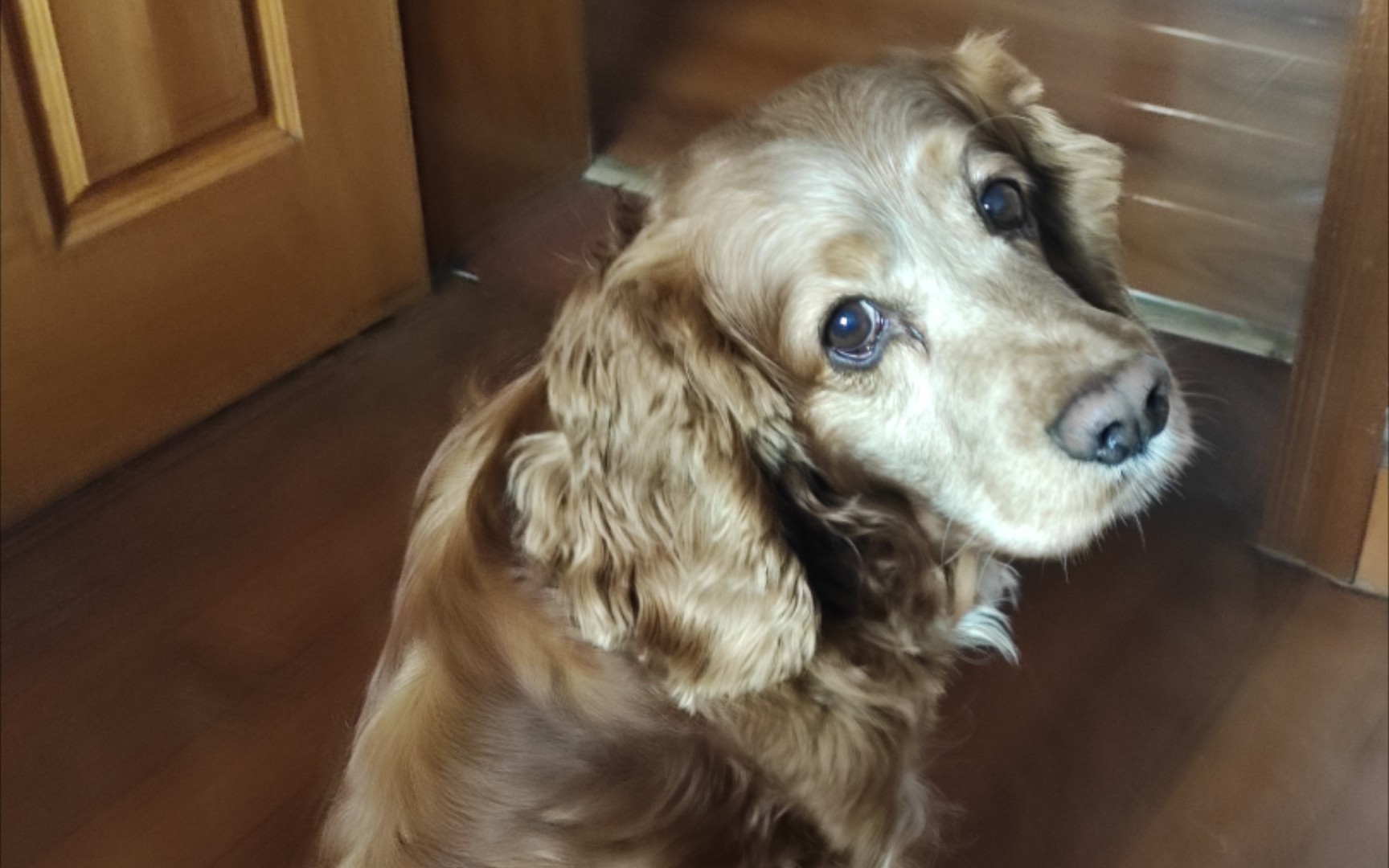 【傻狗】可可爱爱,圆圆脑袋