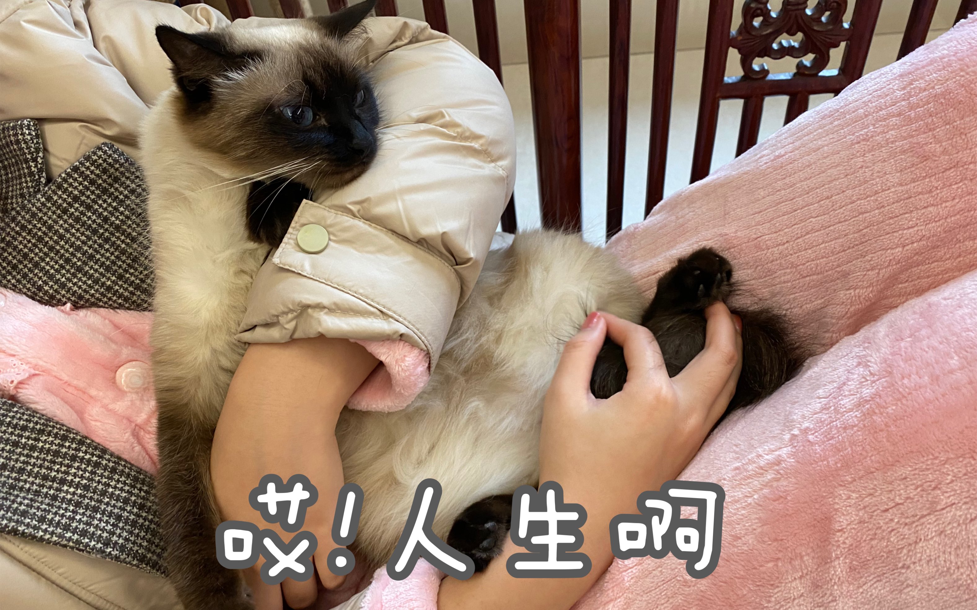 活动作品被撸到放弃挣扎小猫咪的痛谁懂