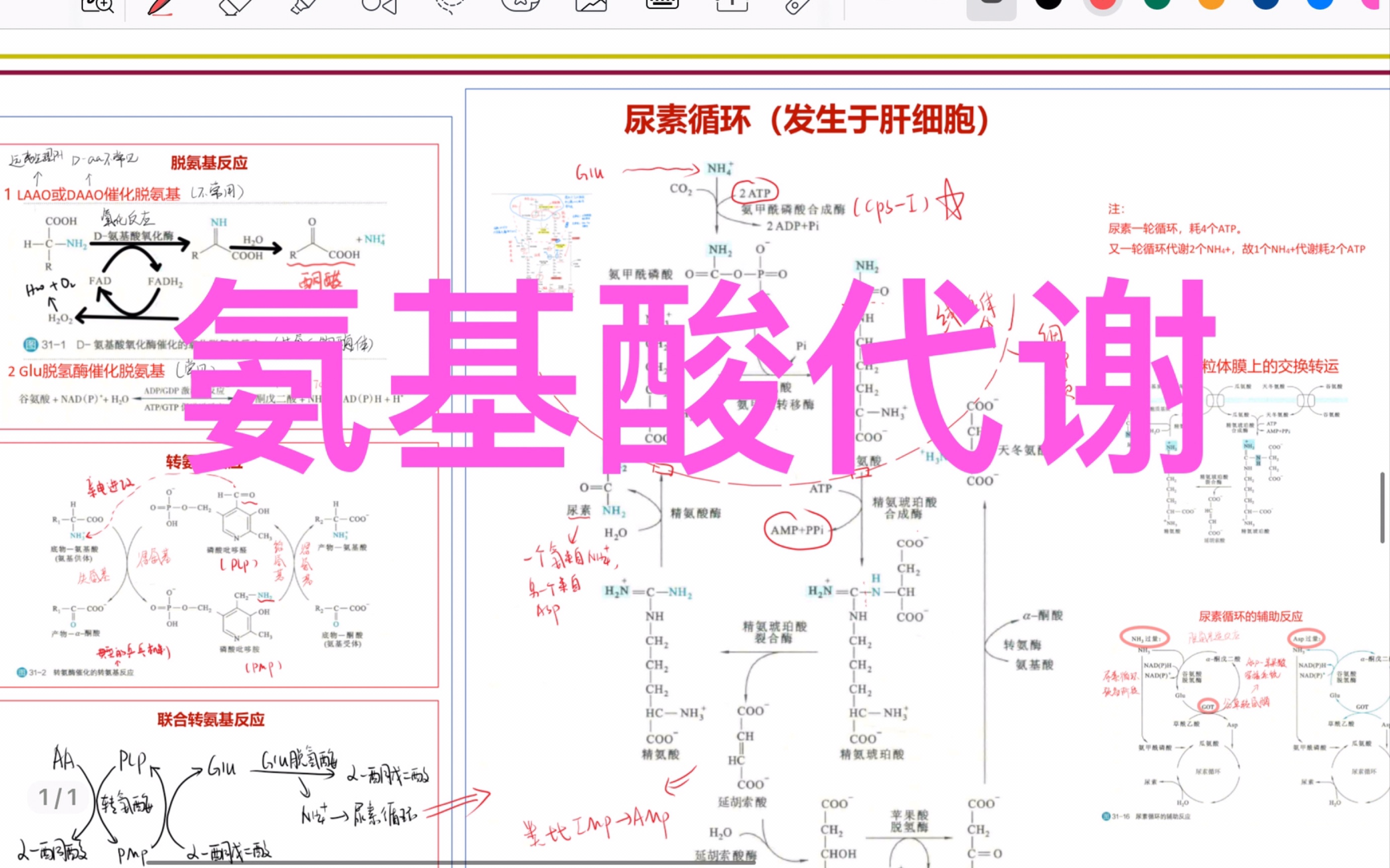 [图]【代谢复盘】氨基酸代谢