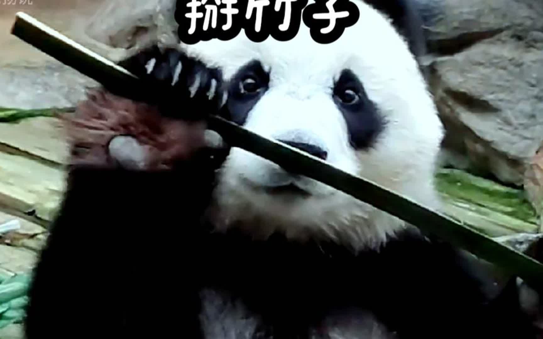 大熊猫萌二掰竹子的爆笑表情#国宝不愧是国宝 #国宝大熊猫