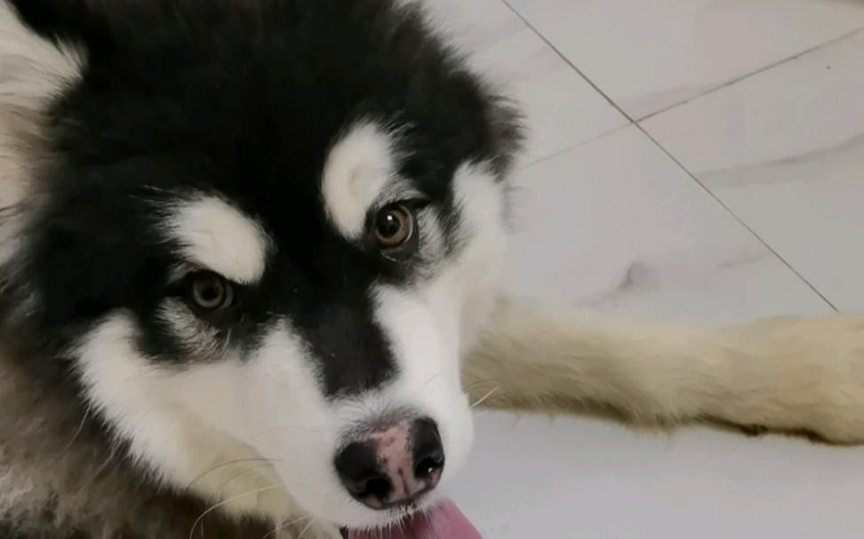 班戈:滴滴好喜欢rua我的头啊,是因为特别软么