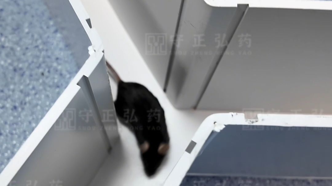 科研密室之Y迷宫，小鼠脑力测试现场