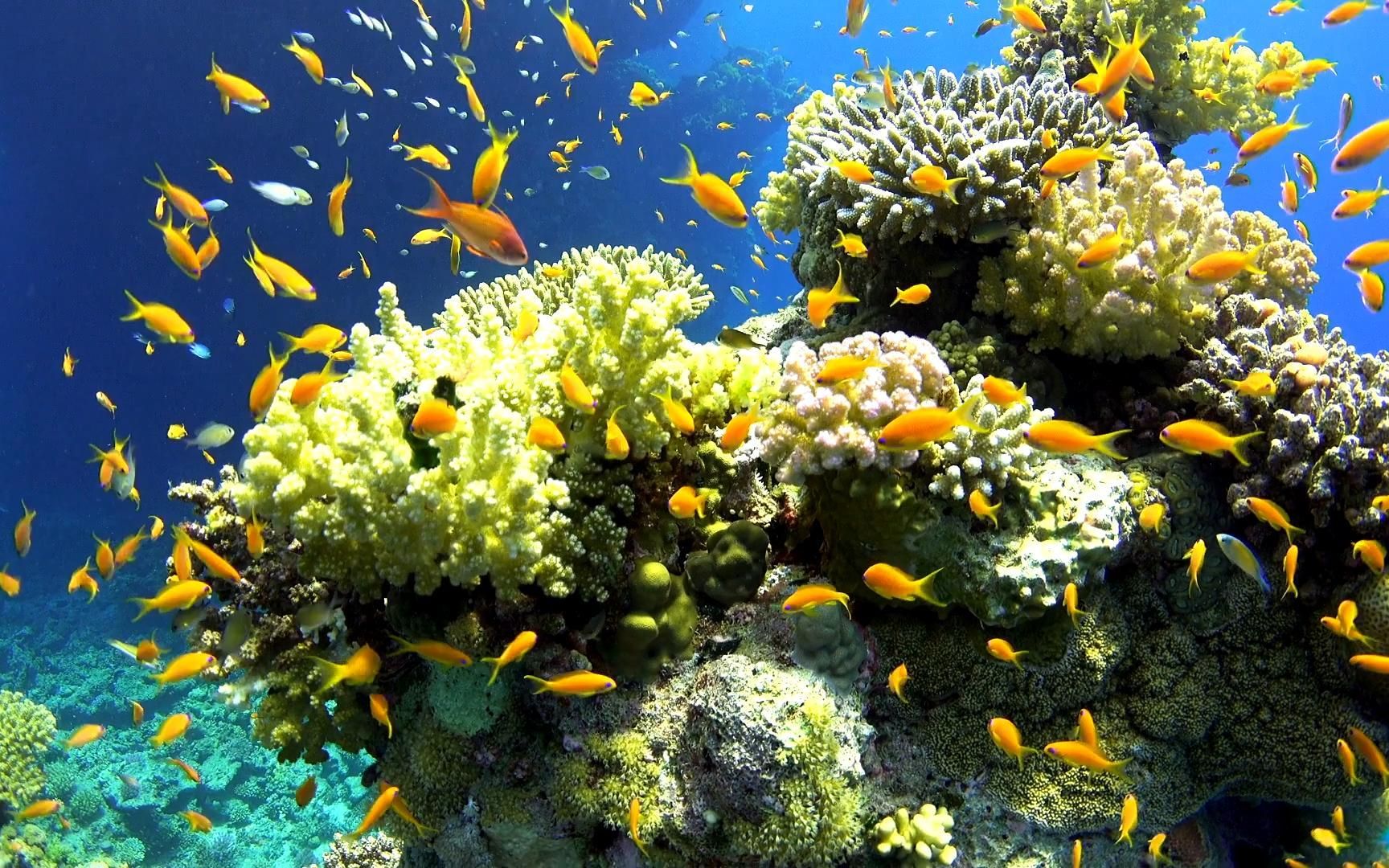 沉浸在海洋的声音中——海底世界白噪音(密集恐惧症慎点)哔哩哔哩bilibili