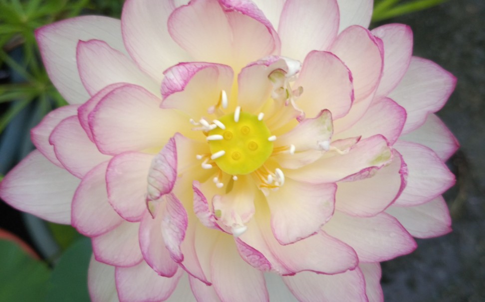 雨中赏荷---碗莲:雨花情 (外面雨很大)