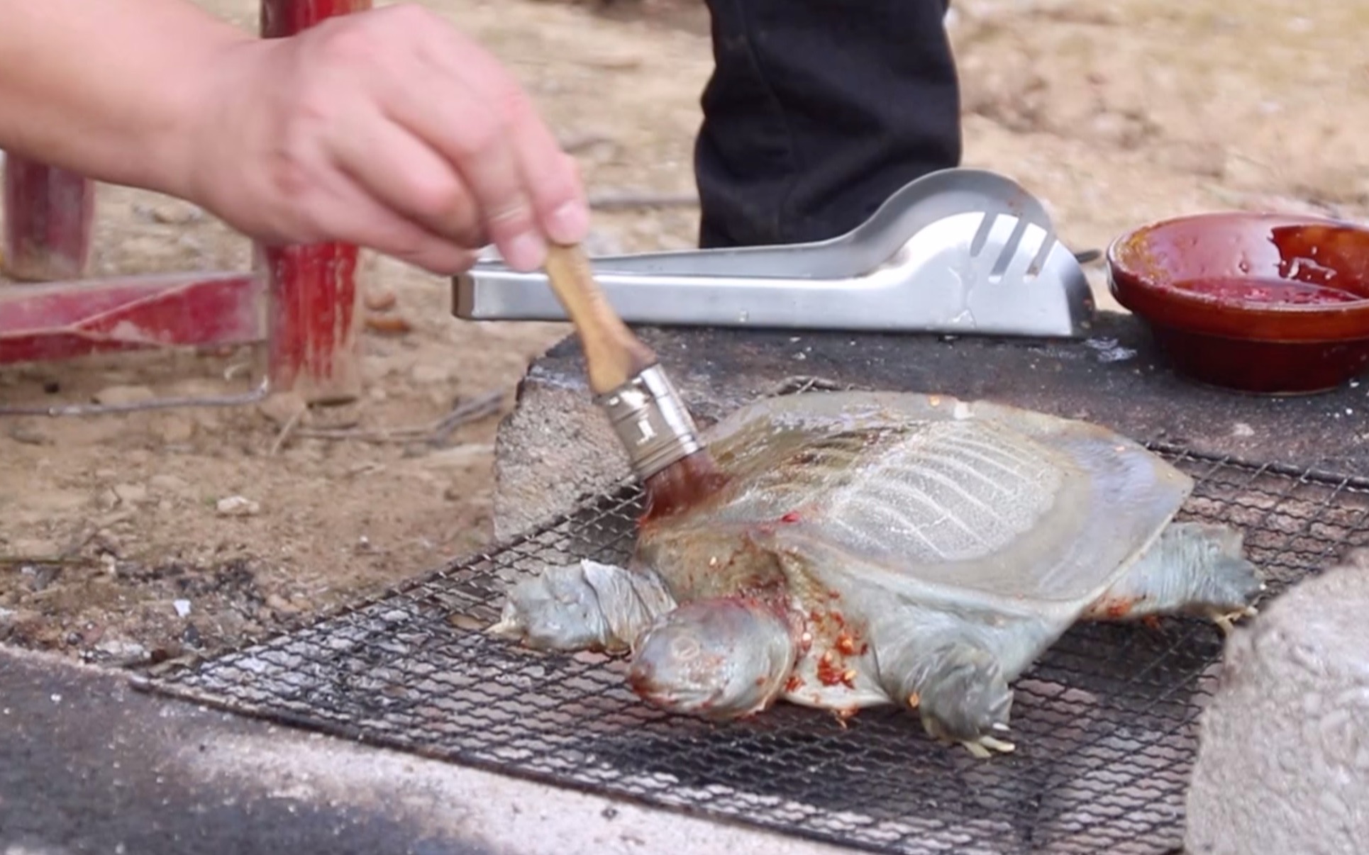 烤甲鱼吃,两人吃一只,味道让人迷恋