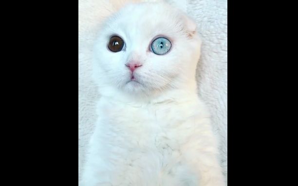 异瞳折耳猫!可爱,惊艳之中又带有一丝诡异