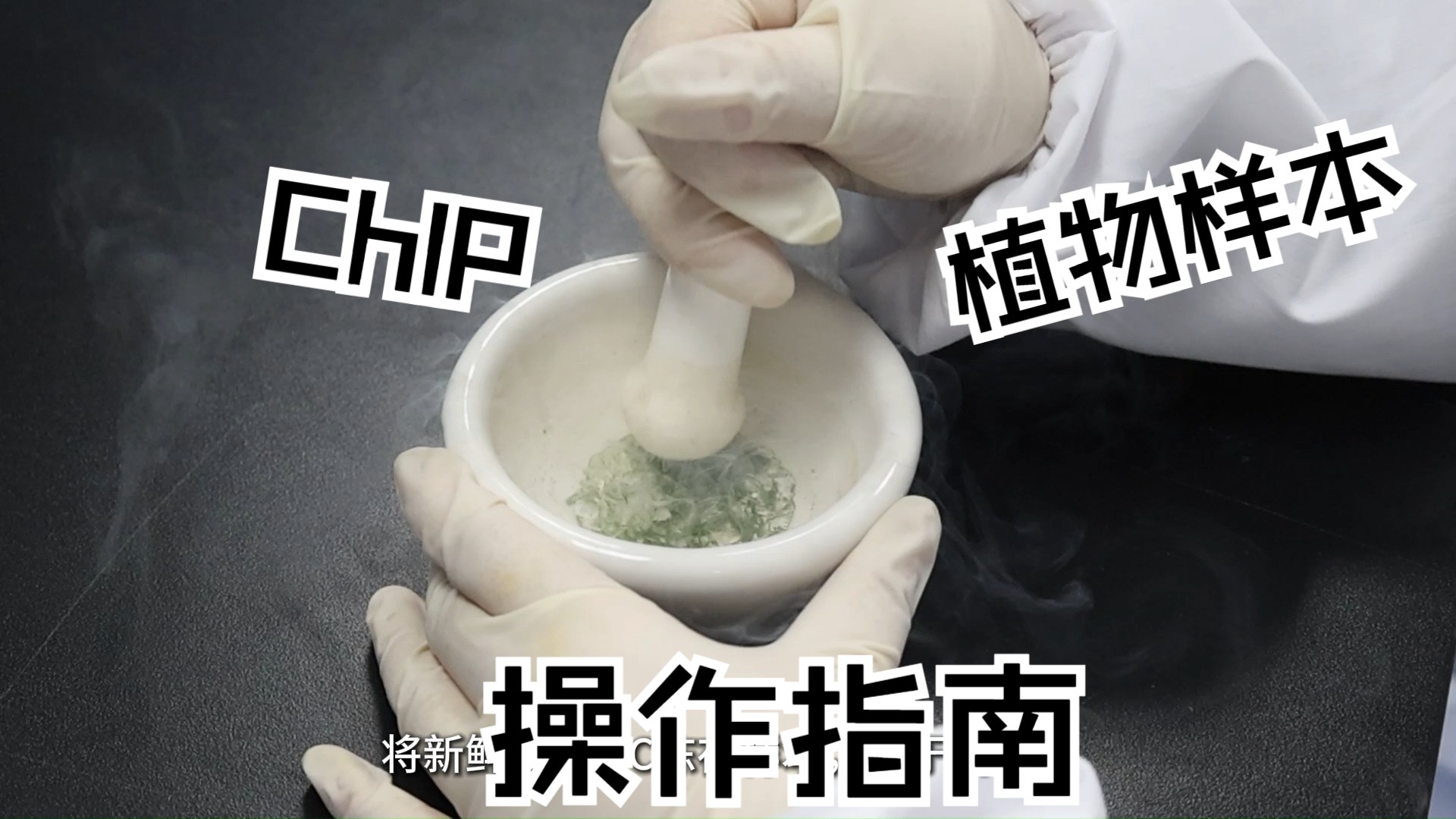 ChIP实验(植物样本),详细操作流程,一看就会!哔哩哔哩bilibili