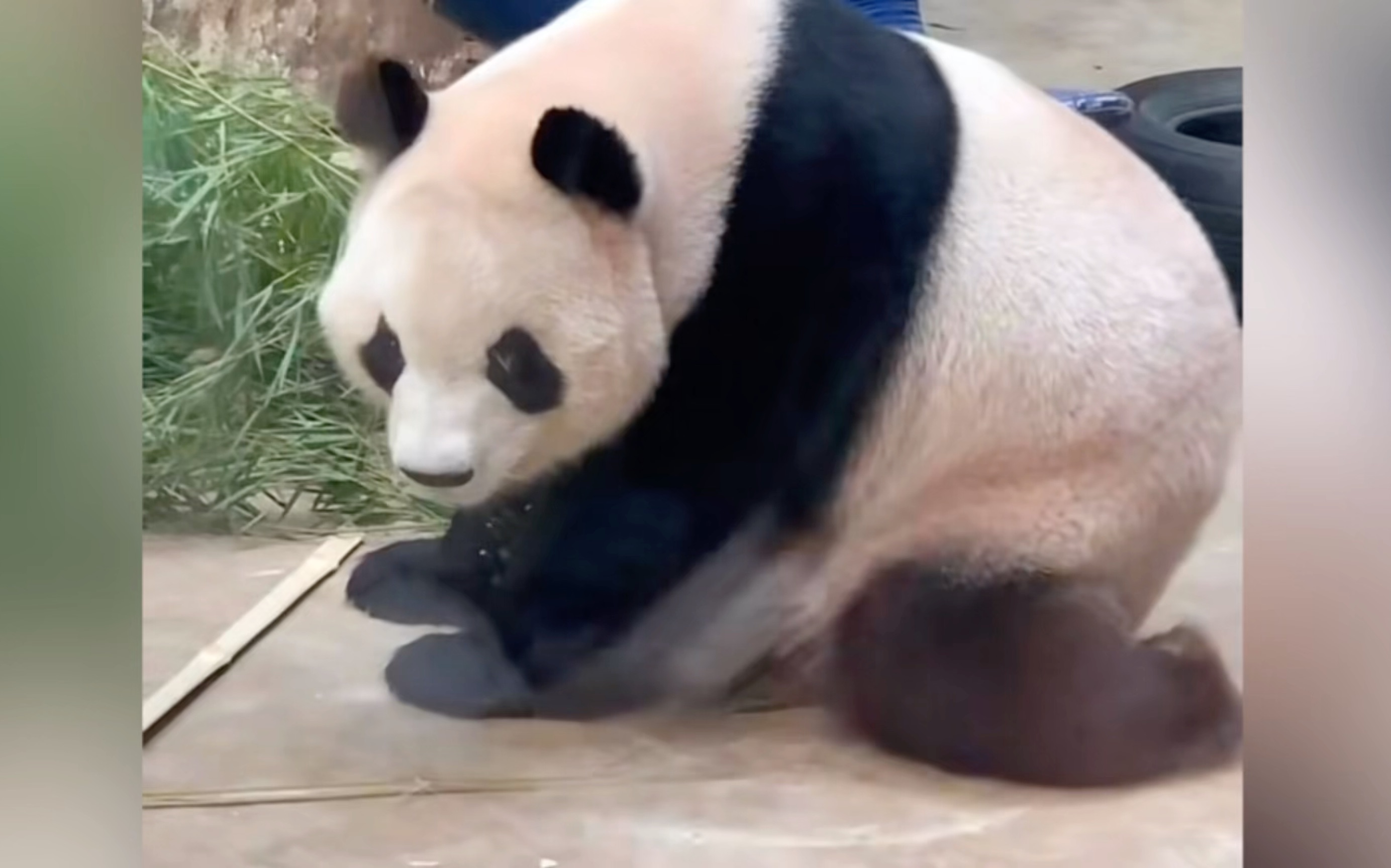 春生当众下跪两分钟,饲养员瑟瑟发抖