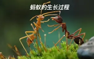 Video herunterladen: 奔走于花朵之间的小蚂蚁，它的生长过程也很有趣哦！