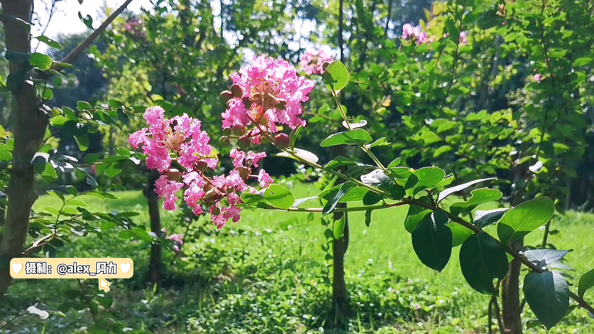 盛夏绿遮眼,此花红满堂.开在盛夏里的紫薇花,花语代表好运哔哩哔哩bilibili