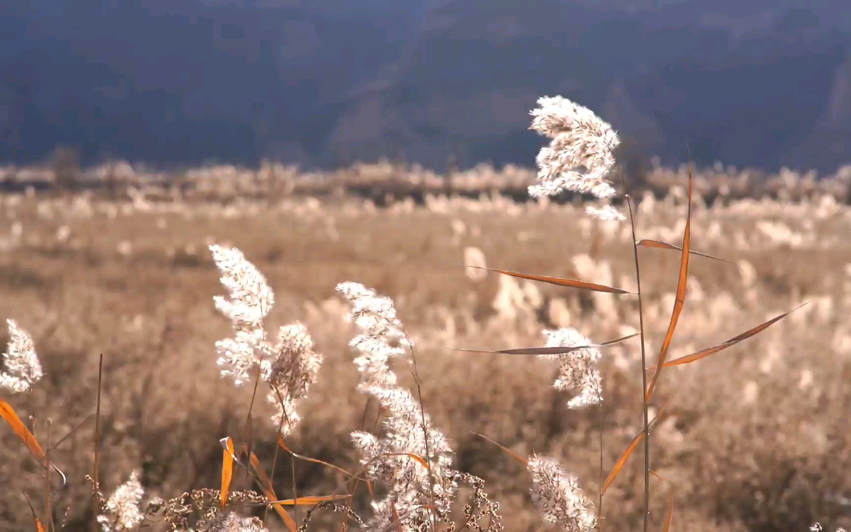 临潼穆柯寨千亩芦苇荡图片