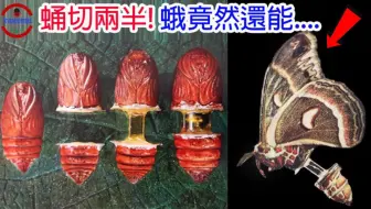 上半身飞行下半身产卵的骇人昆虫实验 | 8只蛹连接在一起的实验 | 蛹里绿汁的秘密！