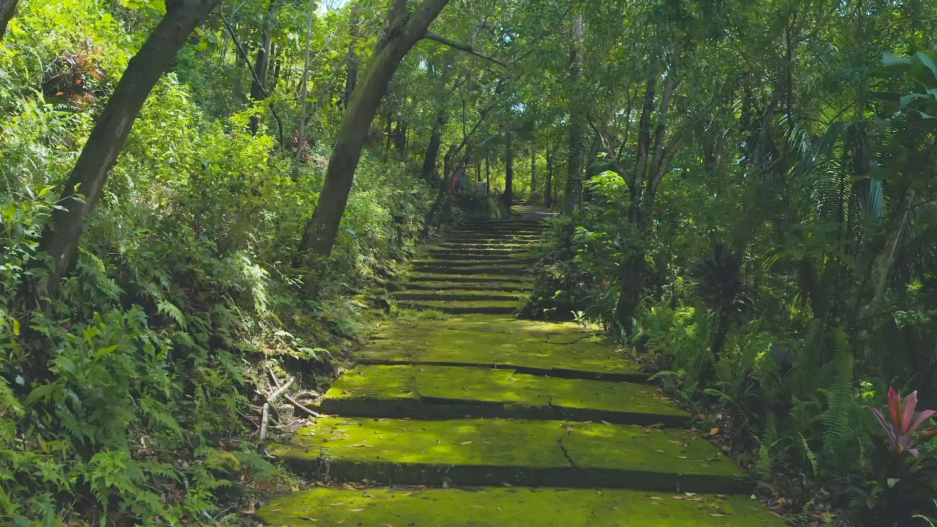 映阶碧草自春色-一段苔藓密布的石阶,绿意盎然