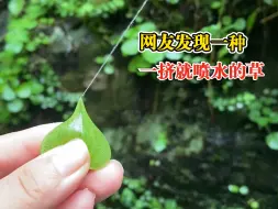 Download Video: 一挤就喷水的神奇植物