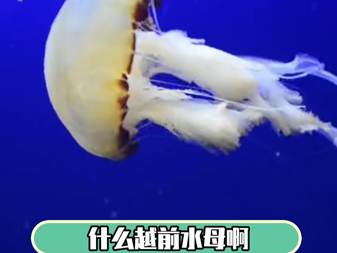 什么越前水母啊?它们叫"抗日小英雄"!