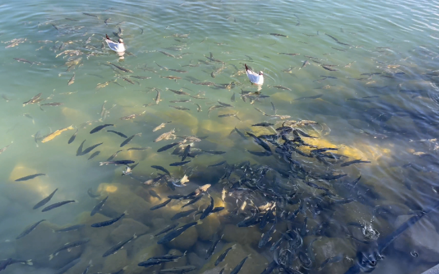 青海湖的湟鱼图片