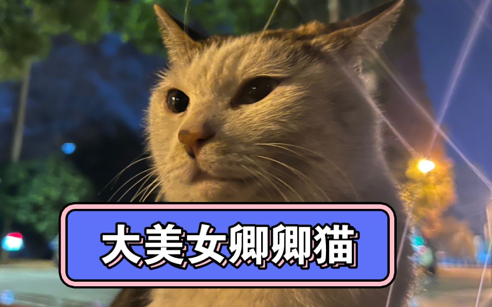 南京林业大学美女猫猫卿卿和你贴贴
