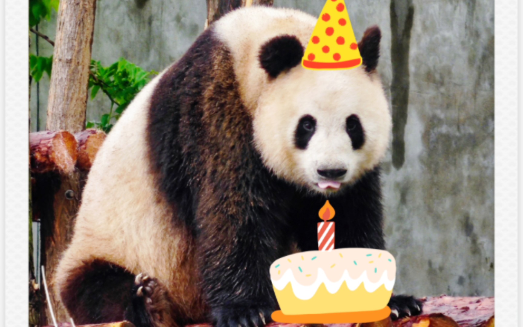 [秦岭大熊猫丫丫]祝我们漂亮丫丫生日快乐!